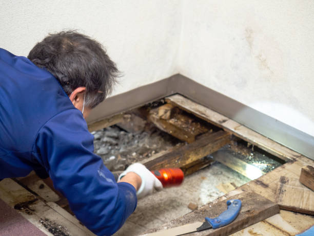 Mold Removal and Inspection in Forest Grove, OR