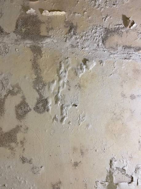 Mold Testing and Removal in Forest Grove, OR