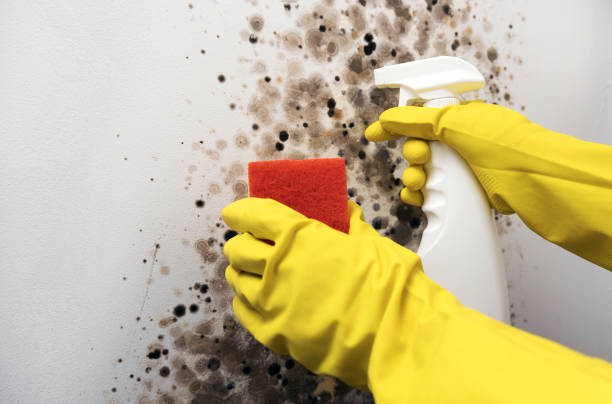 Best Residential Mold Removal  in Fest Grove, OR