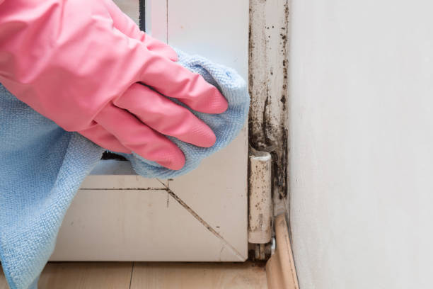 Best Emergency Mold Removal  in Fest Grove, OR